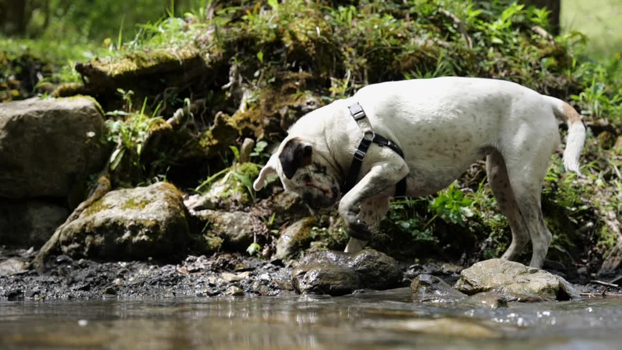 perro boxer blanco mojado jugando con barro