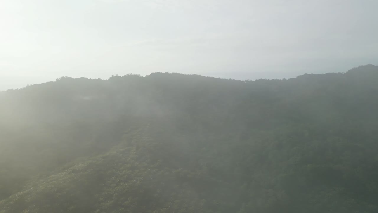 Foggy Sunset Early Morning During Raining Season Asian Tropical Rain forest, with Mountain And Green Valley,Palm Oil Farm,Sarawak,Borneo.