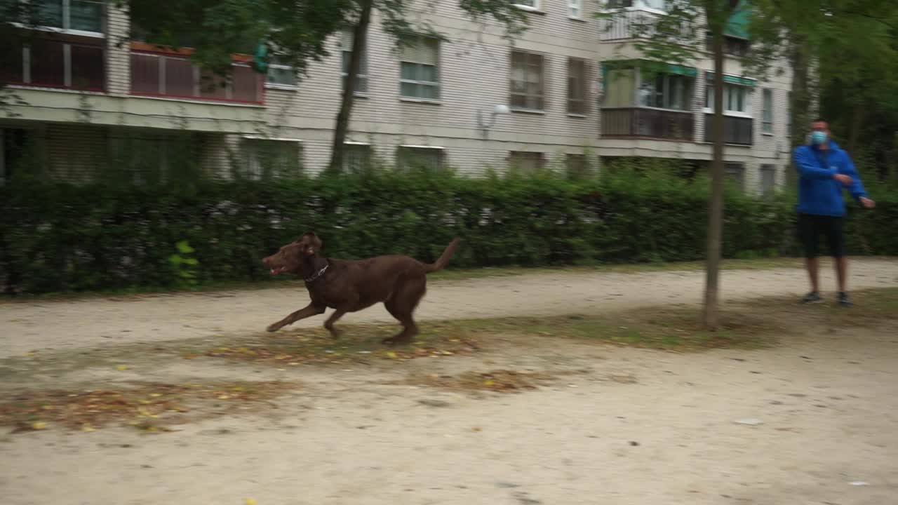 Brown Dog Running in City Park