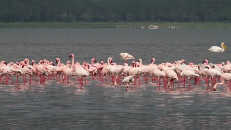 flamingo at lake nakuru in kenya.