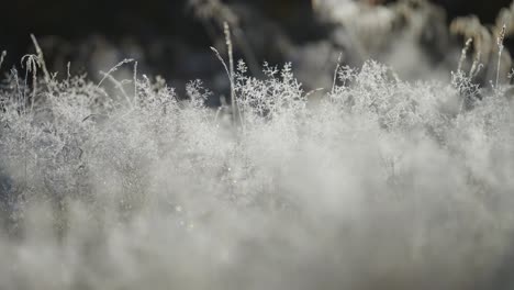 filigree of the sparkling hoarfrost on the the dry grass