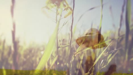animación digital de un campo de flores y una mujer caminando