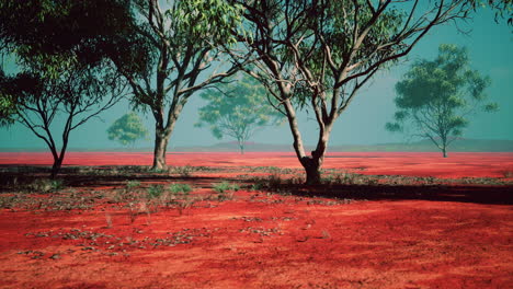 acacia tree in african savannah