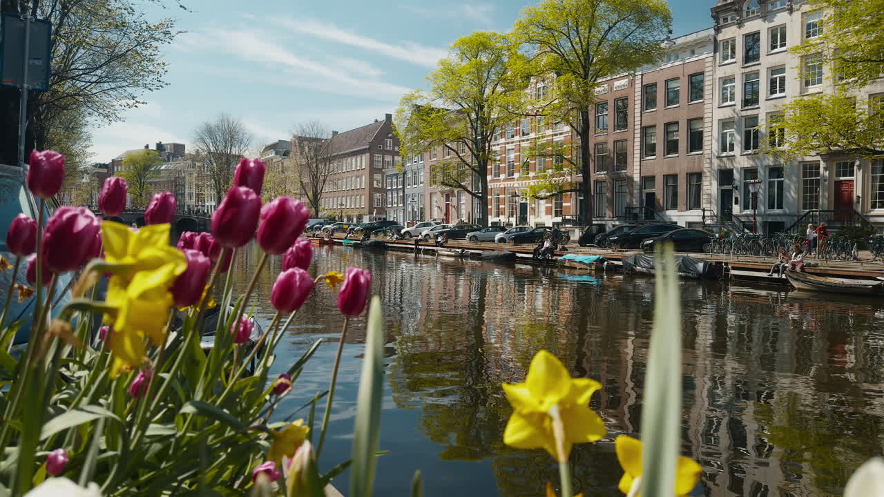 Un movimiento lento pasando tulipanes morados a orillas del canal Singel, con casas clásicas de Ámsterdam visibles al fondo en un día soleado, parte 1.