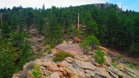 colorado mountain goat sitting on top on rocky mountains hill surrounded by lush green alpine pine tree forest landscape. aerial drone footage.