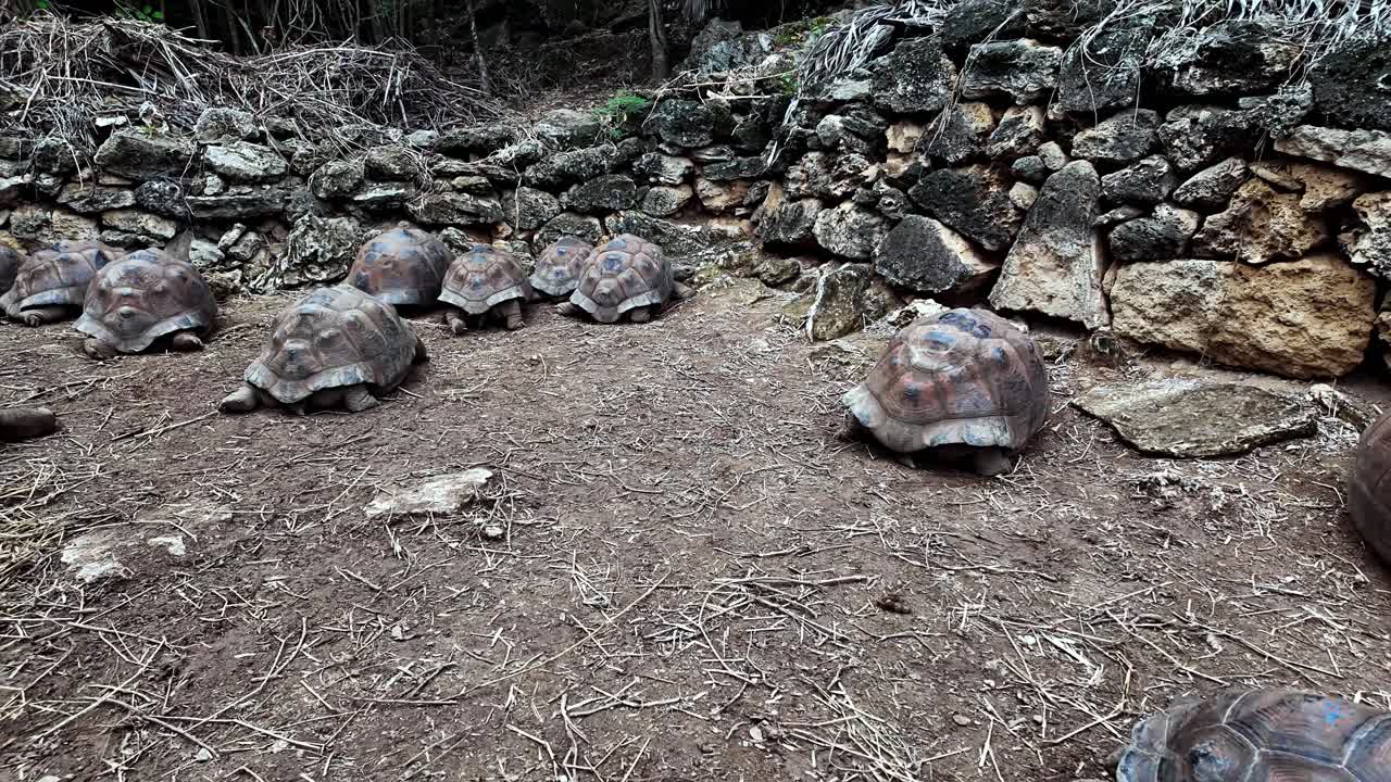 Group of Giant Tortoises Resting in an Enclosure