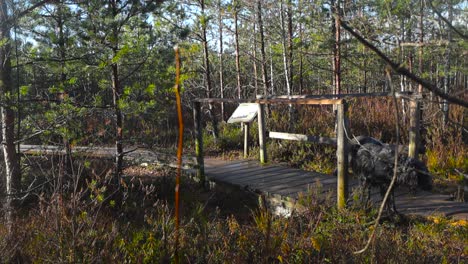dog walking on a wooden wet brown hiking trail or a bog marsh boardwalk during autumn time while sun is shining. a wooden bridge goes over the marsh and marsh pine trees and plants are growing around.