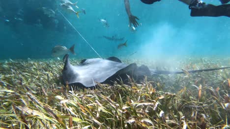 vida silvestre submarina del océano caribe en 4k