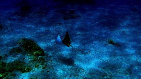 un bellissimo raggio inglese che vola sul fondo dell'oceano - sott'acqua