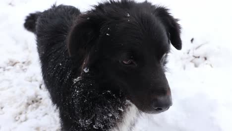 perro negro en la nieve - cerrar