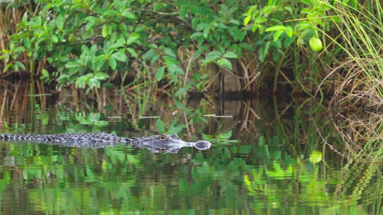 Alligator Head Slowly Moving Across Water 4