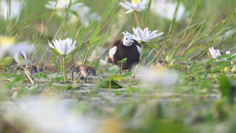 Jacana-De-Cola-De-Faisán-Que-Esconde-Polluelos-Debajo-De-Las-Alas-Para-Salvarlos-De-Las-Aves-Rapaces