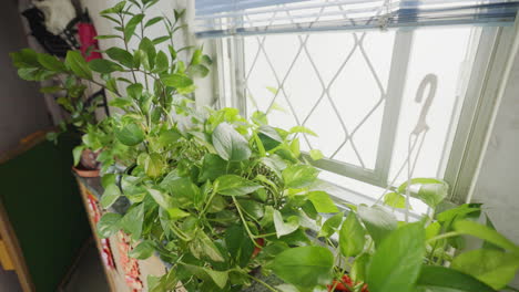 Handheld-shot-of-green-potted-house-plants-on-windowsill-on-bright-sunny-day