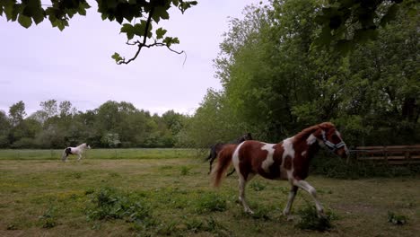 Caballos-En-Campo-Con-árboles-Empernado-Corre-A-La-Cámara