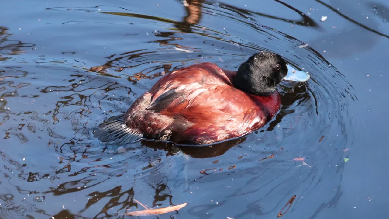 Anatra che scivola con grazia nel suo habitat naturale