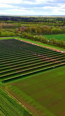 array of solar panels with green woodland in background, aerial vertical view
