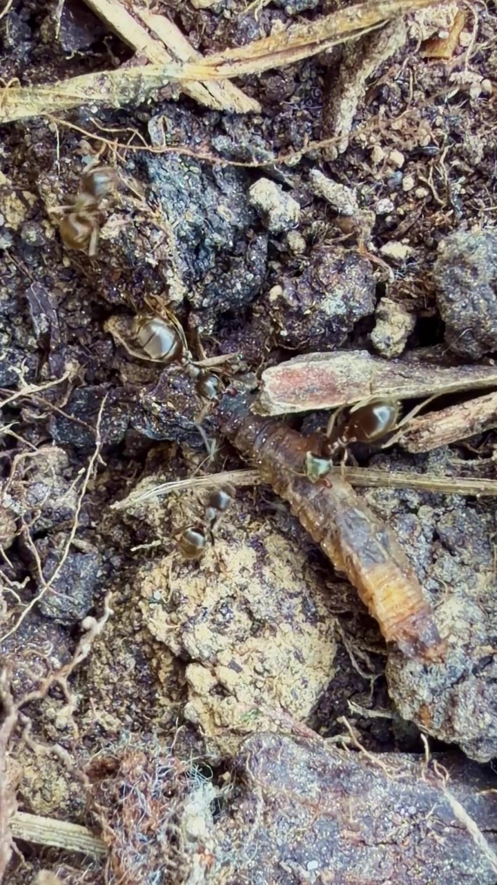 Formicidae-maur, sannsynligvis Lasius sp, angriper og immobiliserer mykkroppet larve, sannsynligvis Coleoptera eller Lepidoptera, som viser kooperativ predasjon og trofisk interaksjon i jord, vertikalt makrobilde.
