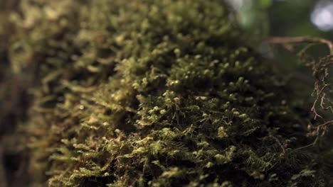 this detailed close-up shot focuses on a thick, vibrant layer of moss and other plant life covering the surface of a tree in costa rica