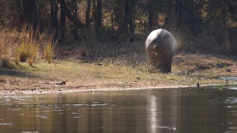 footage of a big adult hippo in a natural lake in a national park in south africa