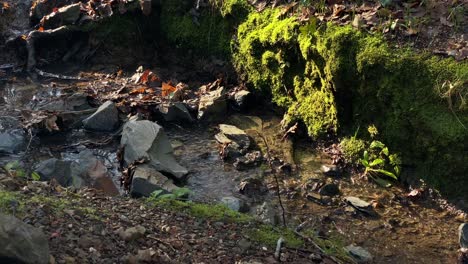 río de montaña en el bosque