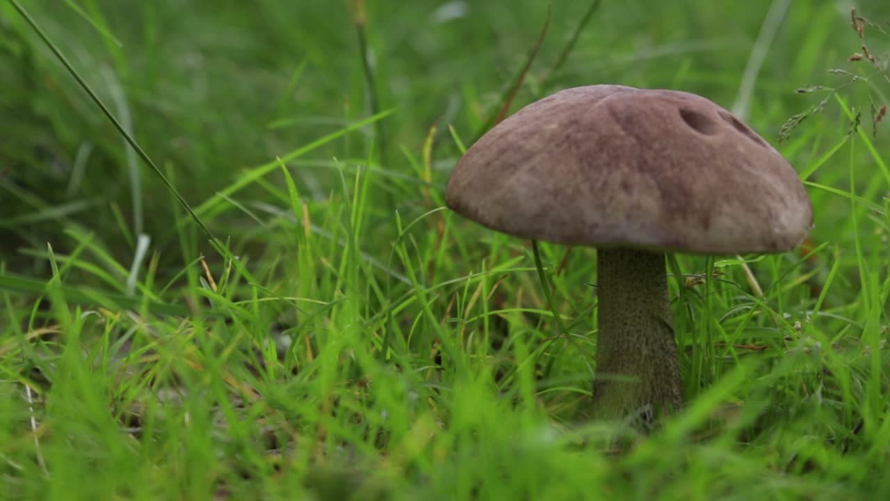 Mushroom of Leccinum family growing isolated inside a forest on grass during early summer in Sweden