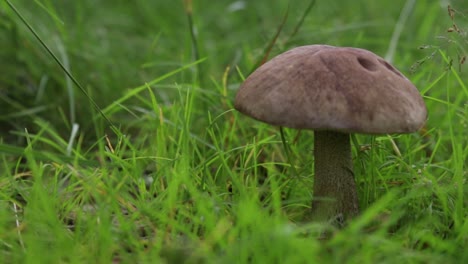 mushroom of leccinum family growing isolated inside a forest on grass during early summer in sweden