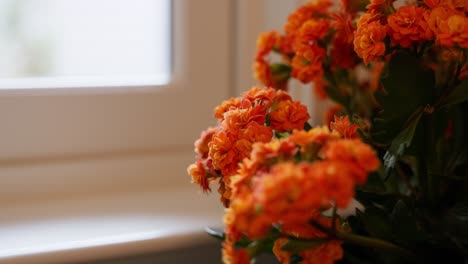 un primer plano de coloridas flores de naranja dentro de una casa