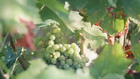 close-up of morning sunlight gracing a cluster of grapes on a vineyard in tuscany, italy.