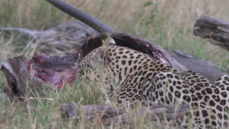 leopardo tendido en la hierba con un antílope muerto, molesto por las moscas después de una caza exitosa