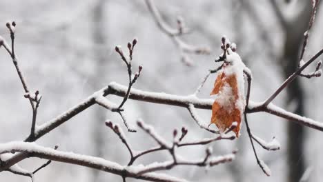 Tree-branches-on-the-background-of-snowfall.-Flakes-of-snow-falling-down-winter-landscape.