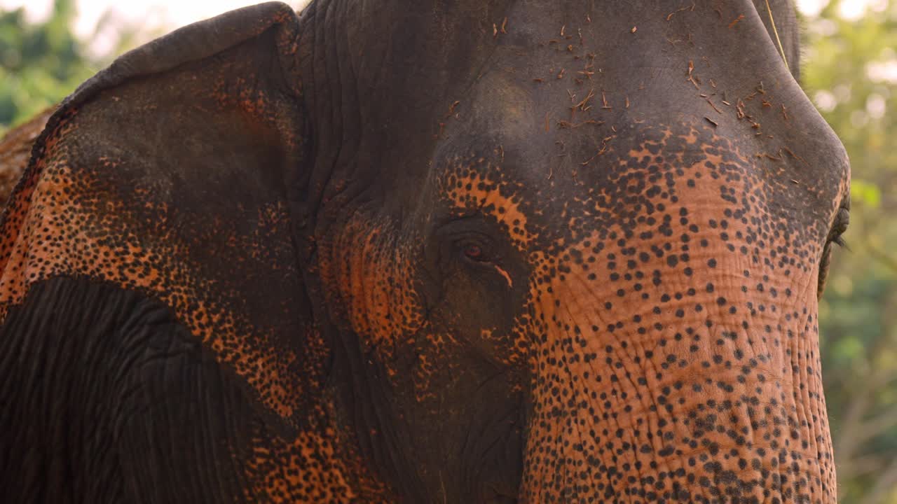 A group of wild elephants roams peacefully through the dense jungle of Sri Lanka as the sun sets behind the trees.