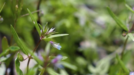 makro-nahaufnahme von kleinen blauen und violetten wildblumen in den rocky mountains in utah in den usa an einem warmen sommertag