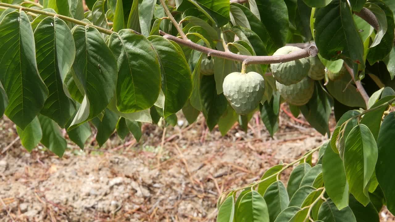 cherimoya che crescono in una piantagione tropicale a Vélez de Benaudalla, Granada
