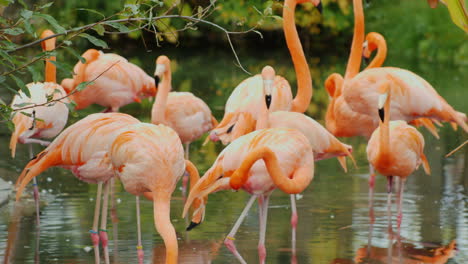flamencos rosas americanos