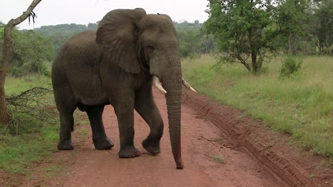 un gran elefante se asustó en un camino sin asfaltar