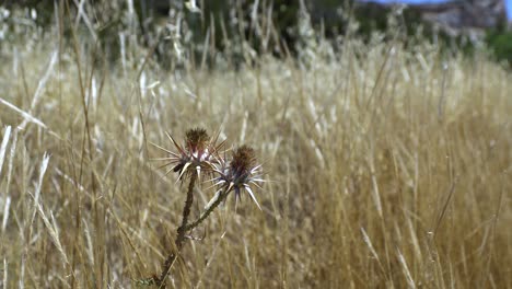 dry thistle in a field