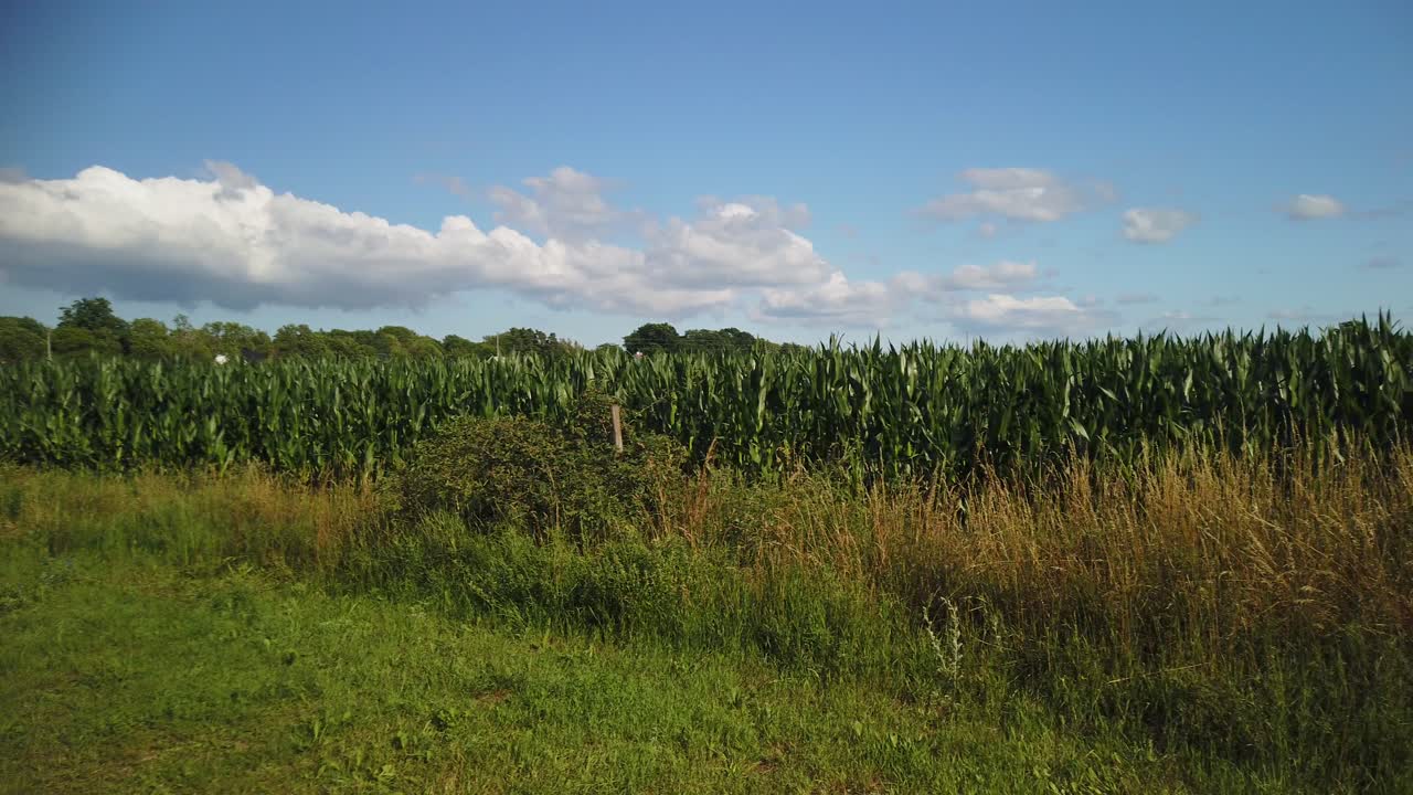Lush green cornfield on sunny day in Gotland, Sweden with fluffy clouds