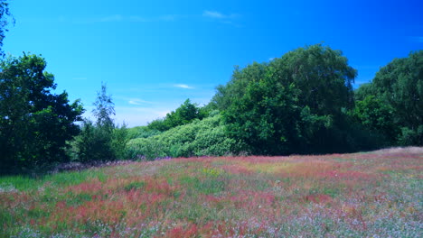 beautiful and colorful meadow in sweden