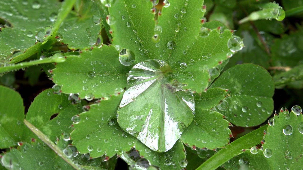 Gocce di pioggia su foglia verde nella natura.