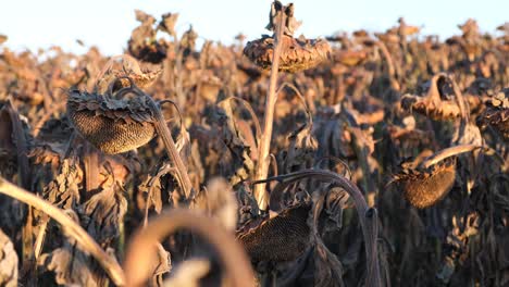 a field of dry sunflowers is ready for harvest sunflower plantation agro business a field of dry sunflowers is ready for harvest sunflower plantation agro business of sunflower cultivation