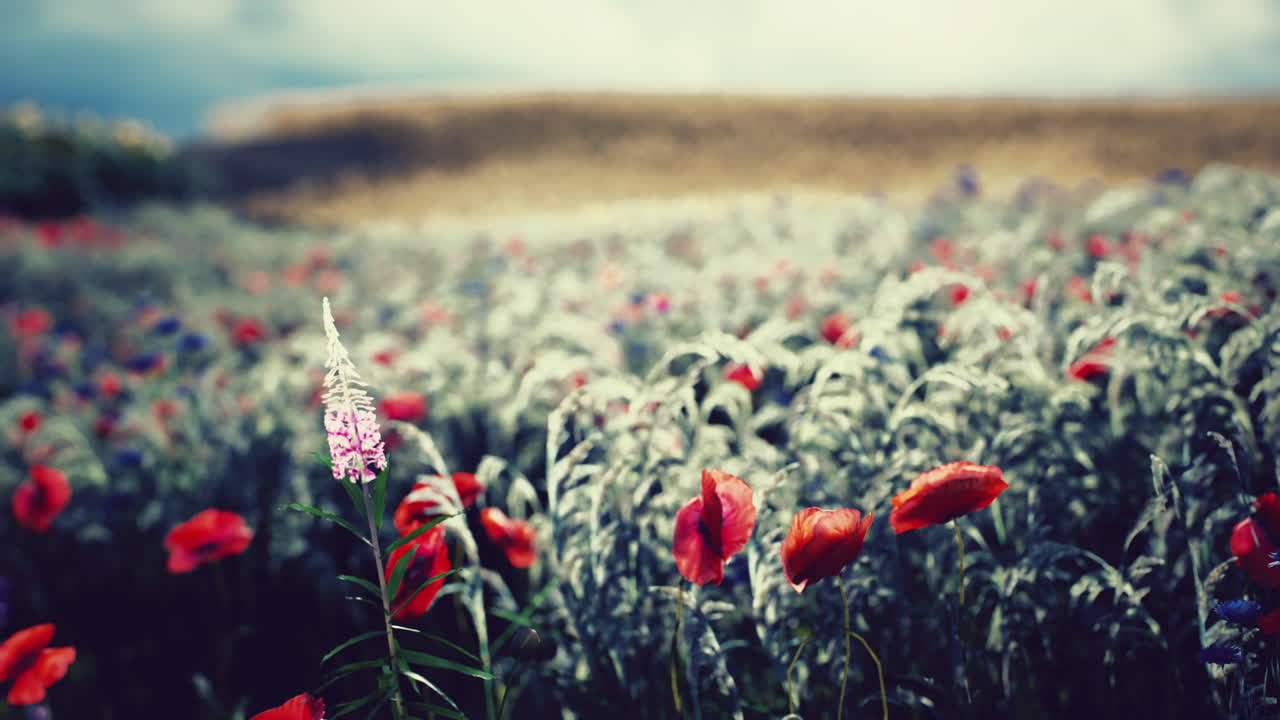 En levende mark med blomstrende valmuer og vilde blomster i et fredfyldt landskab