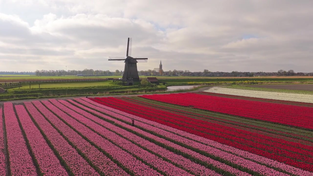 Mulino a vento olandese che si erge su campi di tulipani colorati in Olanda.