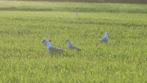 Silueta-De-Gaviotas-En-Cámara-Lenta-Con-Partículas-Misteriosas-En-El-Medio-Ambiente-Al-Atardecer-En-Cantabria,-España