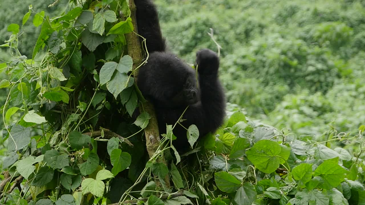 Primo piano, ripresa con gimbal al rallentatore di un giovane gorilla di montagna in via di estinzione, che vive nel suo habitat naturale nella giungla, nel Parco Nazionale della Foresta Impenetrabile di Bwindi in Uganda, Africa.