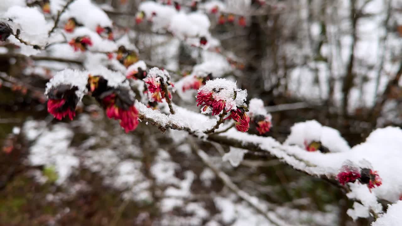 Magnifica vista panoramica al rallentatore di un albero di Parrotia persica in fiore rosso sotto una nevicata invernale, ramo d'albero ghiacciato, paesaggio montano della foresta Ircana, natura iraniana, freschezza primaverile, crescita, bellezza all'aperto.