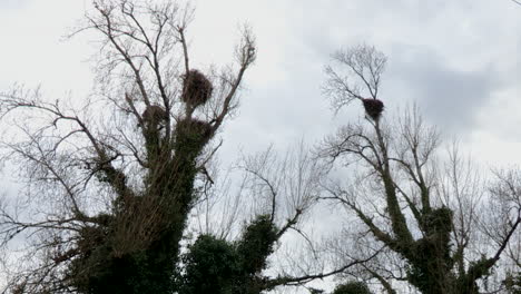 two big trees with seven stork nests