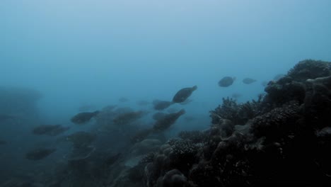 Snorkling-In-murky-waters-Of-Con-Dao-coral-reef-in-Vietnam