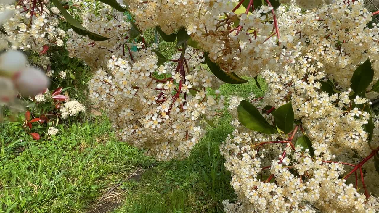 Excellent footage of Photinia × fraseri 'Red Robin', showing white pompom-shaped flowers and red stems in contrast with green leaves, ending with a wide shot of the surrounding garden.