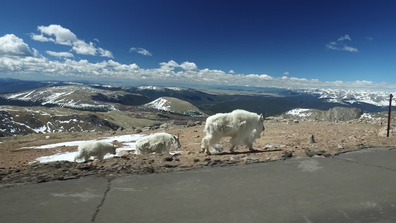 콜로라도 산에서 야생 염소의 패닝 샷