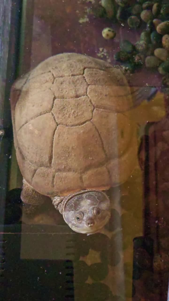 Vertical close-up of an aquatic turtle in an aquarium